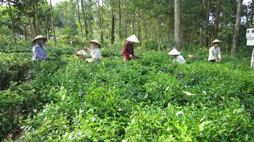Đánh thức tiềm năng cây chè Chùa Tà trên quê hương đất Tổ