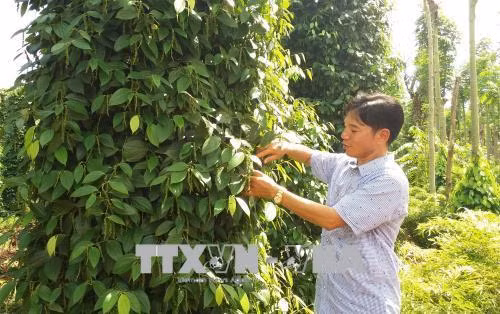 “Sống khỏe” nhờ trồng tiêu theo hướng an toàn