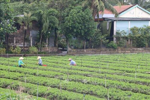 Tiền Giang thành lập thêm nhiều hợp tác xã mới
