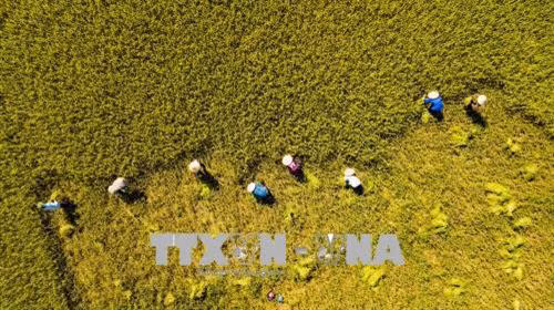 Nông dân Mường Lò đa dạng hóa giống lúa chất lượng cao trong sản xuất