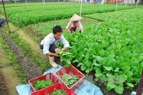 Tháng 1 năm 2017, giá trị sản xuất nông lâm ngư nghiệp đạt gần 1.000 tỉ đồng