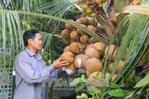 Tiền Giang: Thành công từ mô hình chuyển đổi sản xuất thích ứng biến đổi khí hậu