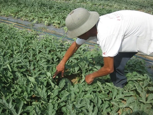 Mẹo trồng dưa hấu năng suất cao