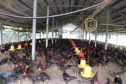  Yên Bái xây dựng phương án bù đắp thiếu hụt giá trị chăn nuôi lợn