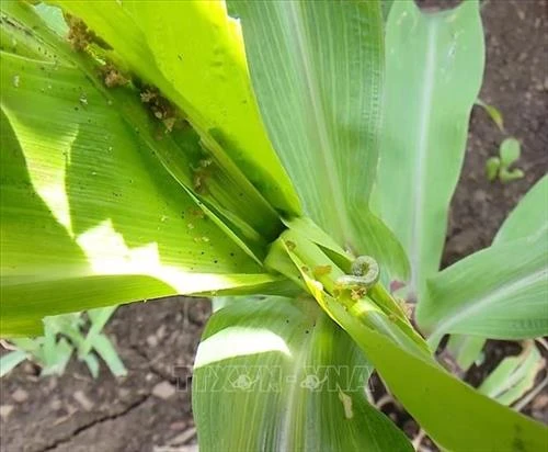 Lai Châu giảm thiểu thiệt hại do sâu keo mùa thu