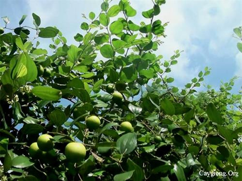 Bệnh ghẻ trên táo