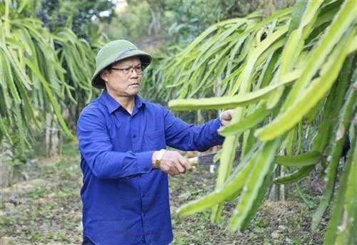 Cựu chiến binh Lò Ngọc Ánh giúp dân bản thoát nghèo