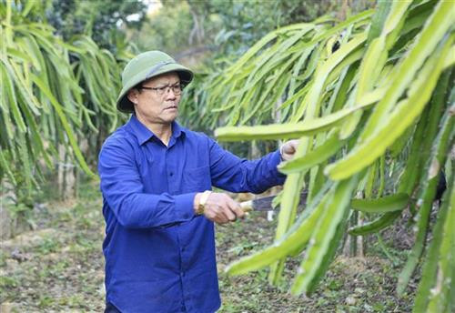Cựu chiến binh Lò Ngọc Ánh giúp dân bản thoát nghèo