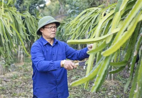 Cựu chiến binh Lò Ngọc Ánh giúp dân bản thoát nghèo