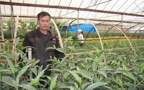 Trồng hoa chất lượng cao ở Chiềng Xôm