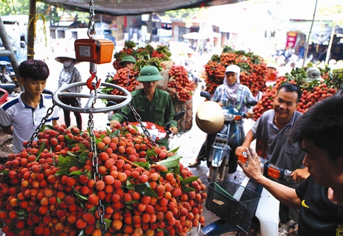 Tiêu thụ nông sản nhìn từ thành công của trái vải thiểu