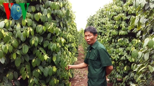 Tỷ phú trồng tiêu