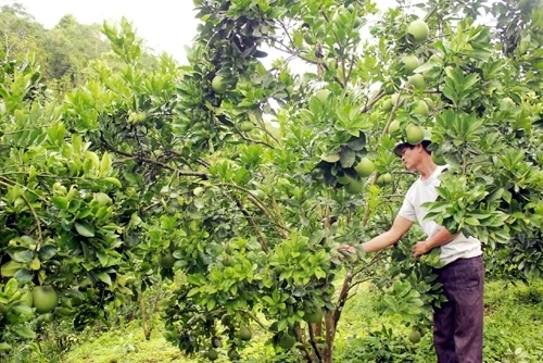 Làm giàu từ mô hình VACR