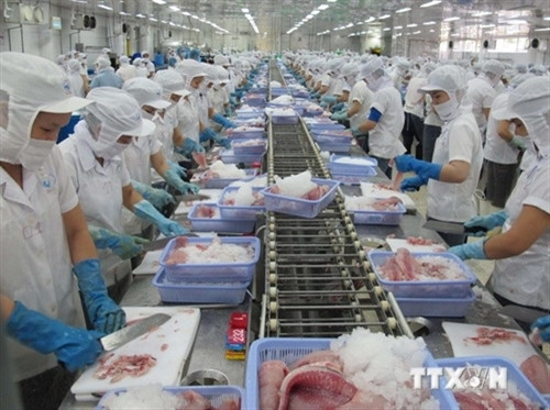 Xây dựng chuỗi cung ứng cá tra bền vững