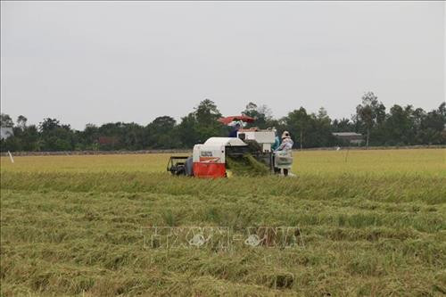 Tiền Giang liên kết sản xuất lúa có lợi cho nông dân