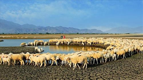 Phê duyệt nhiệm vụ lập Quy hoạch tỉnh Ninh Thuận