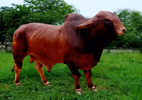 Hưng Yên nuôi thành công bò Brahman đỏ cho hiệu quả cao