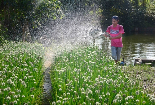 Trồng rau giúp người dân huyện Điện Biên phát triển kinh tế