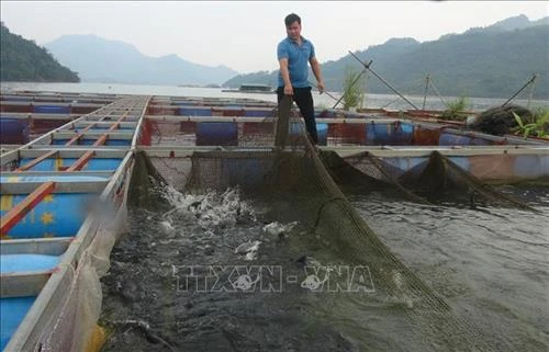 Phát triển nuôi cá lồng ở vùng hồ Hòa Bình