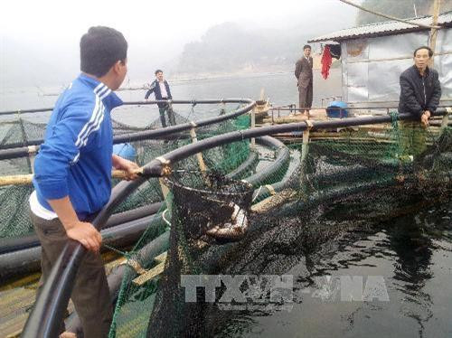 Hoà Bình hỗ trợ các dự án nuôi trồng thủy sản thâm canh tập trung