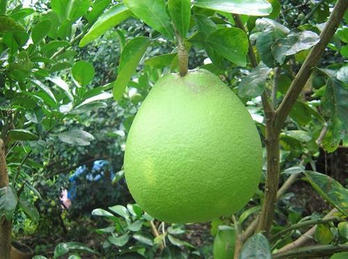 Phát triển thương hiệu bưởi da xanh Khánh Vĩnh
