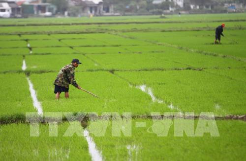 An Giang gieo cấy 80% giống lúa chất lượng cao đủ tiêu chuẩn xuất khẩu