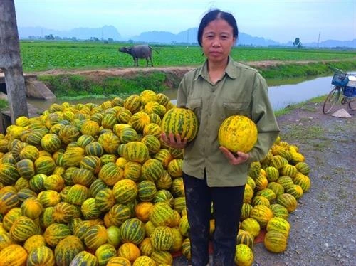 Giống dưa bở vàng thơm trồng thành công ở nhiều địa phương