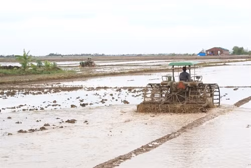 Bạc Liêu: Tập trung xuống giống gần 60.000 ha lúa hè thu