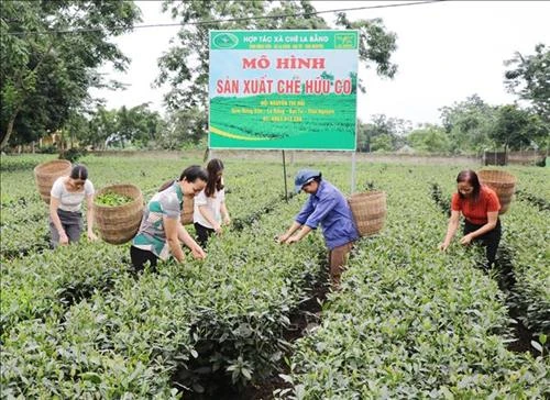 Thái Nguyên xây dựng mô hình chuỗi liên kết sản xuất chè hữu cơ