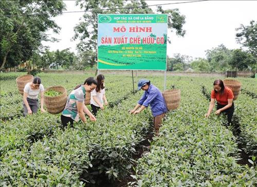 Thái Nguyên xây dựng mô hình chuỗi liên kết sản xuất chè hữu cơ