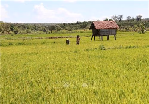 Gia Lai chủ động xây dựng các phương án ứng phó với mùa khô hạn