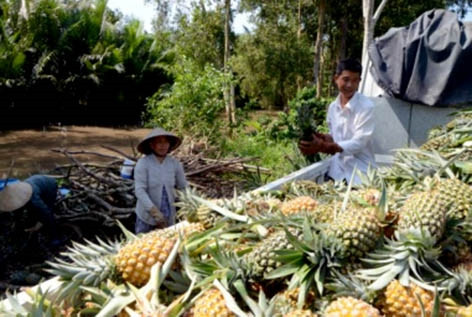 Tiềm năng phát triển nông sản Hậu Giang