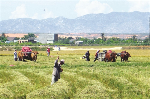 Phước Hải từng bước giảm nghèo bến vững