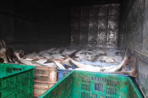 Đã tìm ra nguyên nhân cá chết trên sông Chà Và