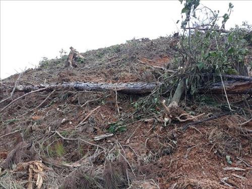 Lâm Đồng: Rừng thông gần 20 năm tuổi lại bị triệt hạ