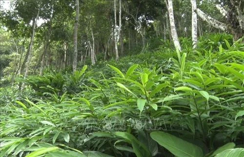 Sơn La khuyến khích doanh nghiệp đầu tư phát triển kinh tế rừng 