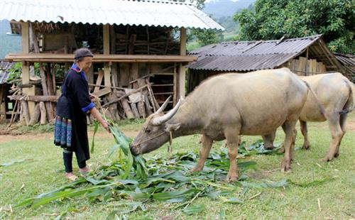 Phát triển đảng viên người dân tộc thiểu số ở vùng cao Yên Bái