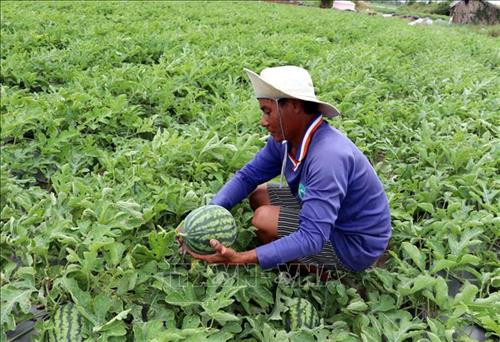 Hiệu quả từ luân canh cây trồng trên đất lúa