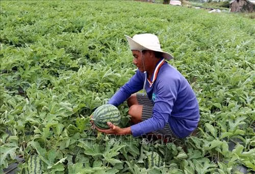 Hiệu quả từ luân canh cây trồng trên đất lúa