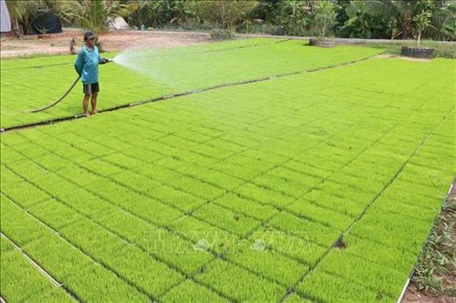 Nhân rộng mô hình sản xuất mạ lúa giống trong khay