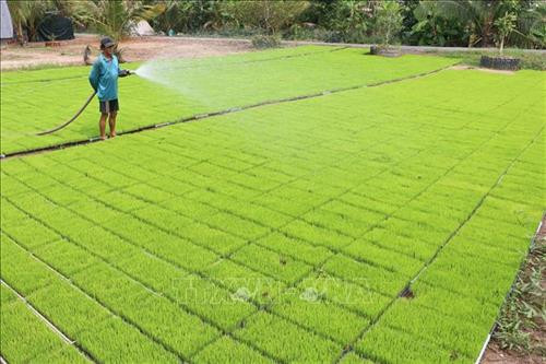 Nhân rộng mô hình sản xuất mạ lúa giống trong khay