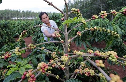 Nông nghiệp Tây Nguyên thích ứng với biến đổi khí hậu (Bài 4)