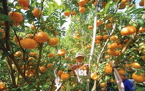 Mô hình điểm phát triển cây đặc sản quýt vàng Bắc Sơn