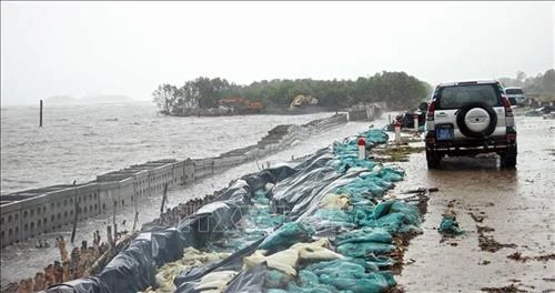 Phòng chống sạt lở khu vực Vườn Quốc gia Mũi Cà Mau