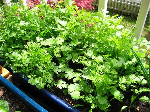 Kỹ thuật trồng và bón phân cho cây rau mùi