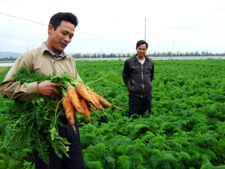 Kỹ thuật trồng và chăm sóc cây cà rốt cho hiệu quả kinh tế cao