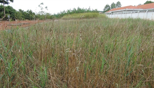 Mô hình xử lý nước thải bằng cây sậy cách làm hiệu quả tại Bình Phước