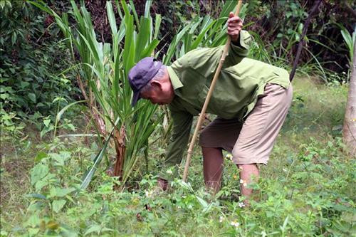 Ông Quàng Văn Hó - Gương người cao tuổi làm kinh tế giỏi tại vùng cao Sơn La