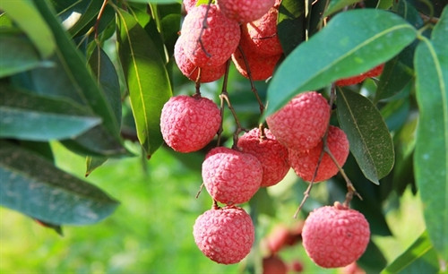 Kỹ thuật trồng cây vải thiều cho năng suất cao nhất hiện nay
