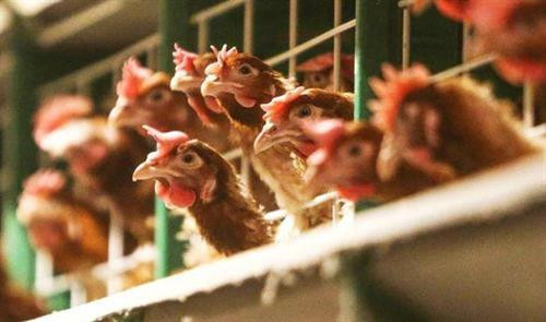 Trà Vinh tiêu hủy gần 1.000 gia cầm nhiễm cúm A/H5N1